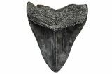 Fossil Megalodon Tooth - South Carolina #328971-1
